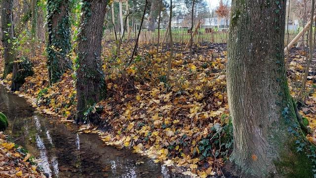 Opération d’abattage d’arbres dans la commune