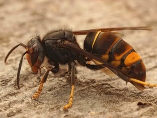 L'invasion silencieuse du frelon asiatique : une menace pour nos abeilles